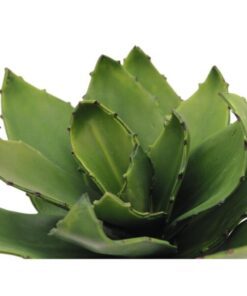 EUROPALMS Agave (EVA), green, 45cm