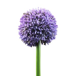 EUROPALMS Allium spray, lavender, 55cm