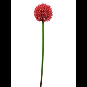 EUROPALMS Allium spray, red, 55cm