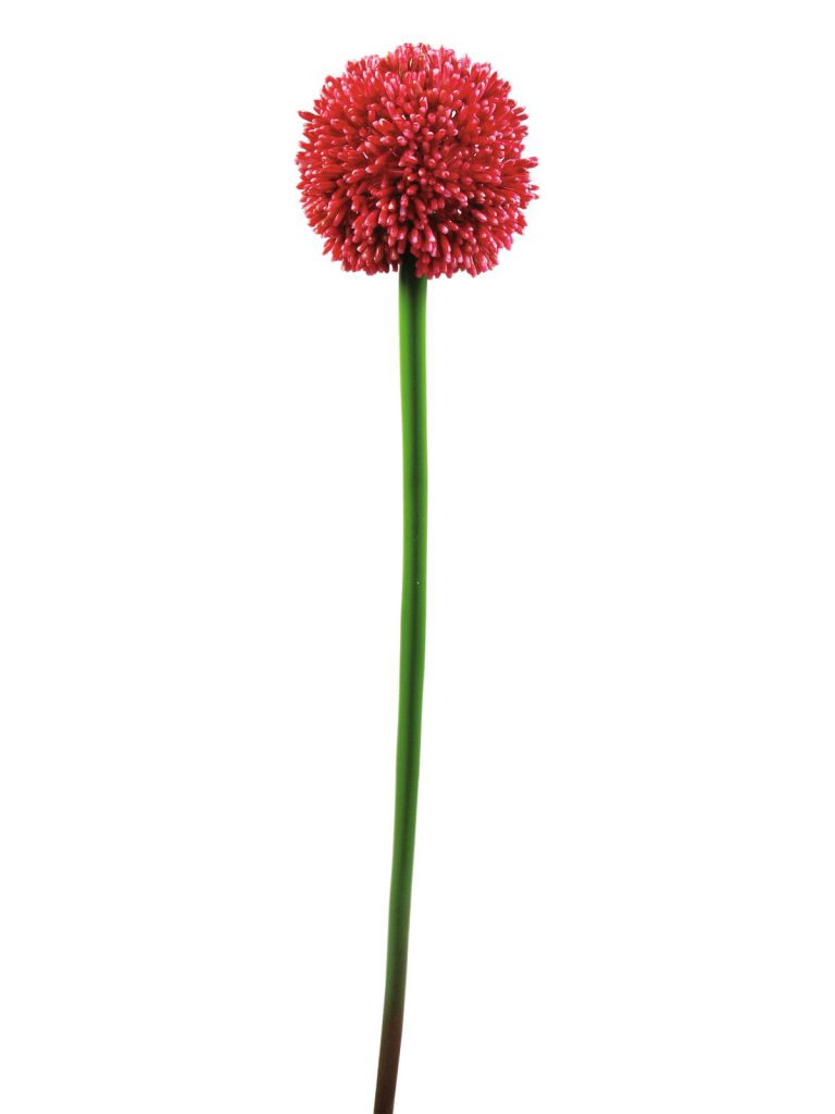 EUROPALMS Allium spray, red, 55cm