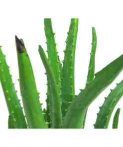 EUROPALMS Aloe Vera Plant, 63cm