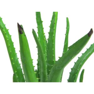 EUROPALMS Aloe Vera Plant, 63cm