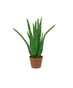 EUROPALMS Aloe Vera Plant, 63cm
