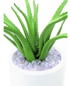 EUROPALMS Aloe Vera Plant, 63cm