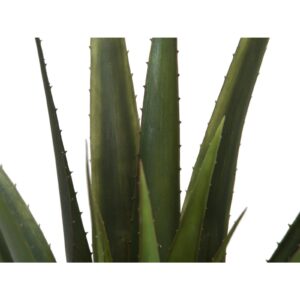 EUROPALMS Aloe vera plant, 60cm