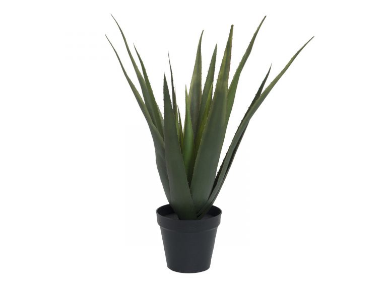 EUROPALMS Aloe vera plant, 60cm