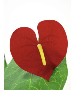 EUROPALMS Anthurium, 70cm