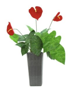 EUROPALMS Anthurium, 70cm