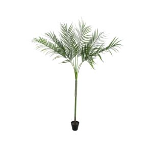 EUROPALMS Areca Palm with big leaves, 180cm
