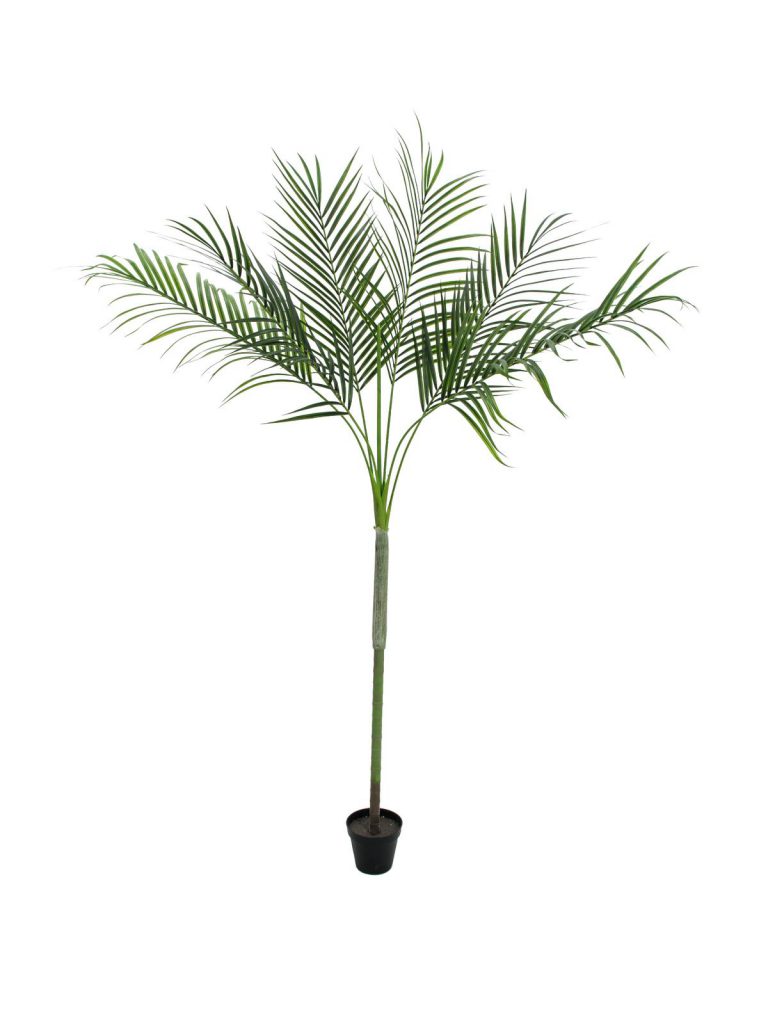 EUROPALMS Areca Palm with big leaves, 180cm