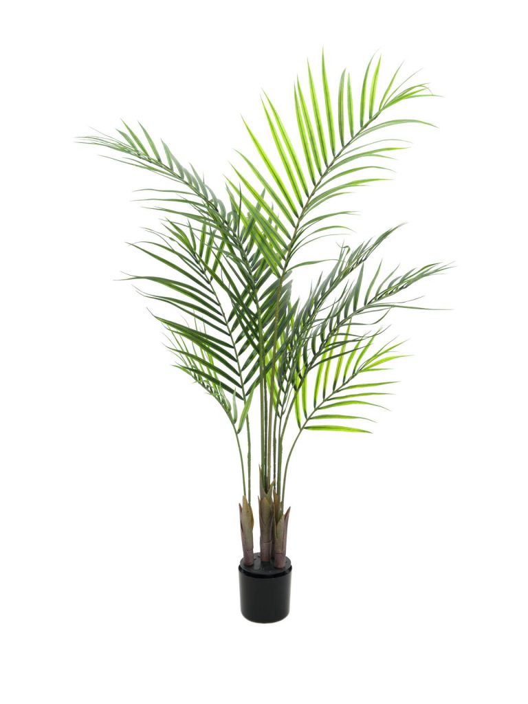 EUROPALMS Areca palm with big leaves, 125cm