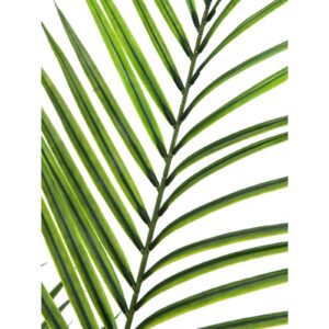 EUROPALMS Areca palm with big leaves, 165cm