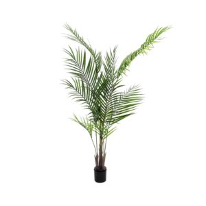 EUROPALMS Areca palm with big leaves, 165cm