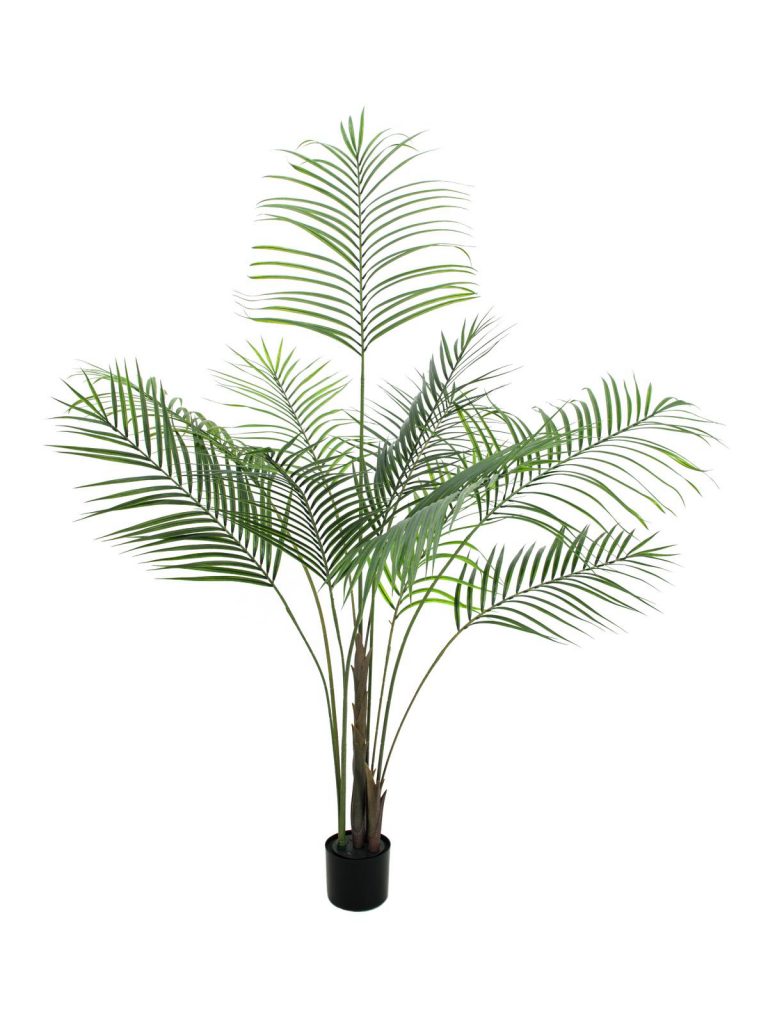 EUROPALMS Areca palm with big leaves, 185cm