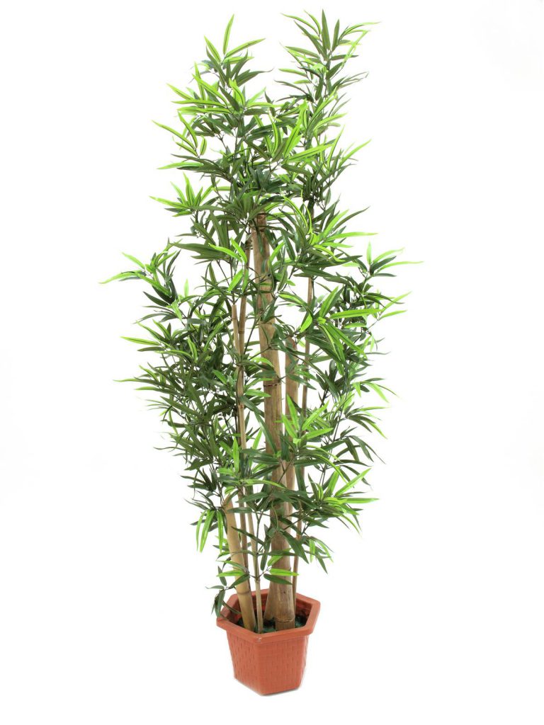 EUROPALMS Bamboo with natural trunks, 225cm