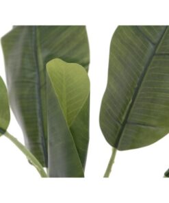 EUROPALMS Banana tree, 100cm