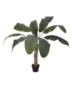 EUROPALMS Banana tree, 100cm