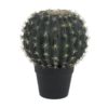 EUROPALMS Barrel Cactus, 34cm