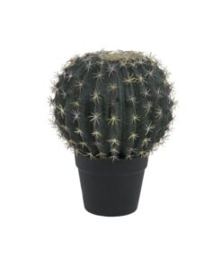 EUROPALMS Barrel Cactus, 34cm