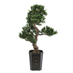 EUROPALMS Bonsai podocarpus, 80cm