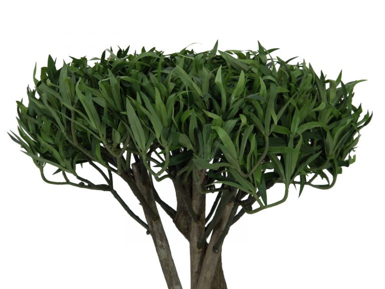 EUROPALMS Bonsai tree, multi trunk, 130cm