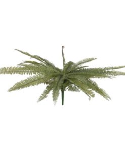 EUROPALMS Boston fern, green, 70cm