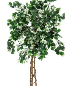 EUROPALMS Bougainvillea, white, 180cm