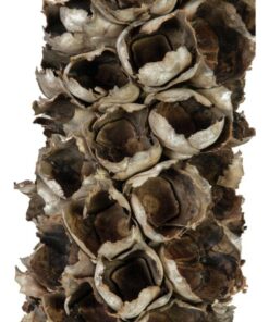 EUROPALMS Cacho coco ca. 120-190cm