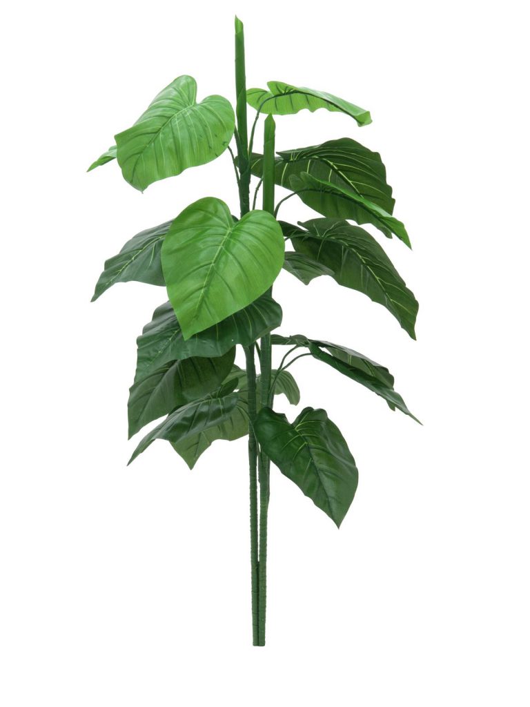 EUROPALMS Caladium plant, 90cm