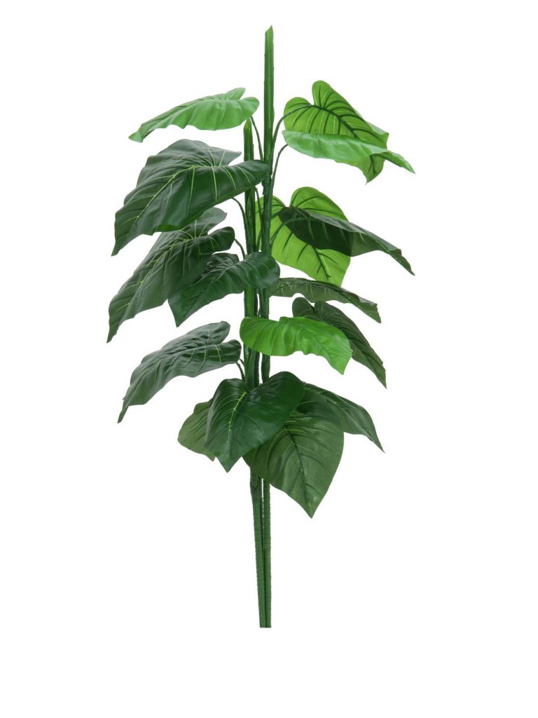 EUROPALMS Caladium plant, 90cm