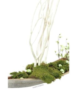 EUROPALMS Cherry spray, cream, 60cm