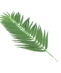 EUROPALMS Coconut Palm Branch 110cm 12x