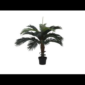 EUROPALMS Coconut palm, 90cm