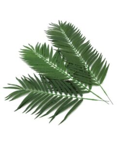 EUROPALMS Coconut palm branch 80cm 12x