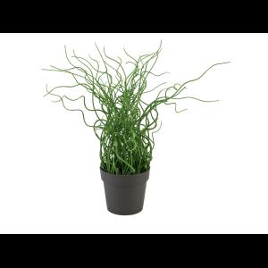 EUROPALMS Corkscrew grass in brown pot, PE, 38cm