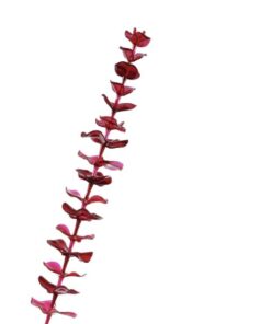 EUROPALMS Crystal eucalyptus, burgundy 81cm 12x