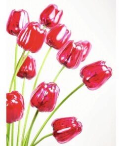 EUROPALMS Crystal tulip, red 61cm 12x
