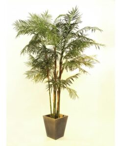 EUROPALMS Cycus Tube Palm, 280cm