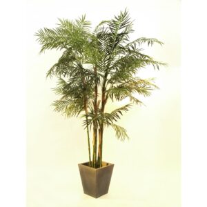 EUROPALMS Cycus Tube Palm, 280cm