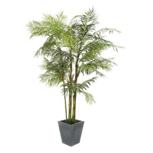 EUROPALMS Cycus Tube Palm, 280cm