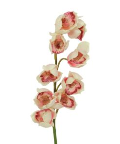 EUROPALMS Cymbidium spray, cream-pink, 90cm