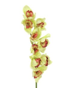 EUROPALMS Cymbidium spray, green, 90cm