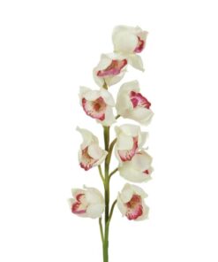 EUROPALMS Cymbidium spray, white-pink, 90cm