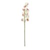 EUROPALMS Cymbidium spray, white-pink, 90cm