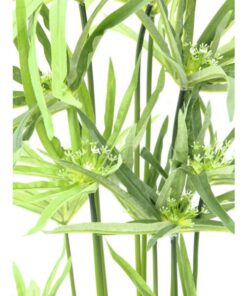 EUROPALMS Cyprus grass, 76cm