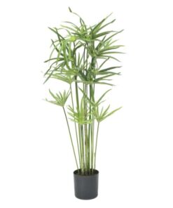 EUROPALMS Cyprus grass, 76cm