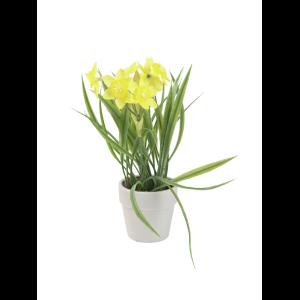 EUROPALMS Daffodil, 22cm