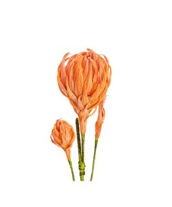 EUROPALMS Dahlias Branch (EVA), orange