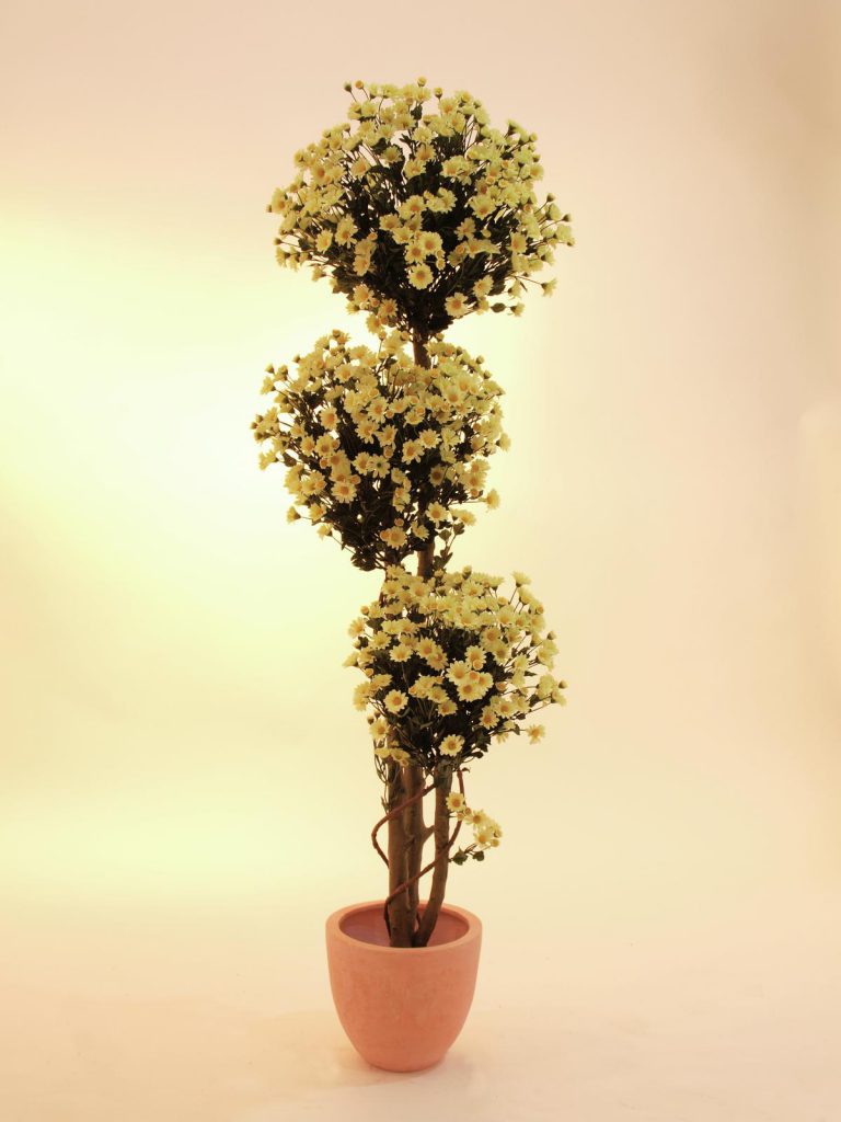 EUROPALMS Daisy tree, 160cm