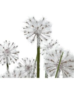 EUROPALMS Dandelion, 107cm